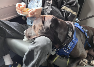 black labrador retriever mix