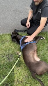 black labrador retriever mix