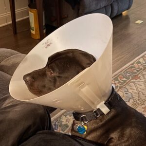 Chocolate Labrador Retriever Mix