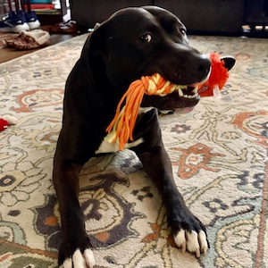 Chocolate Labrador Retriever Mix