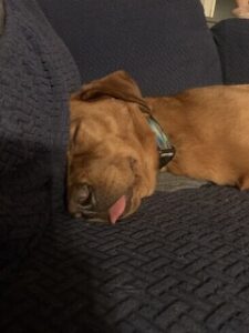 Yellow Labrador Retriever