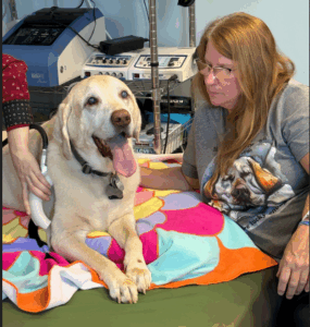 Yellow Labrador Retriever
