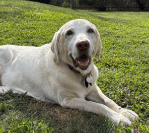 Yellow Labrador Retriever