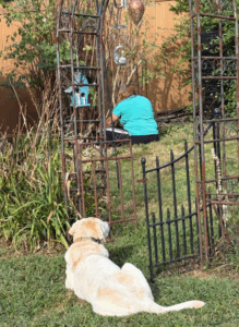 Yellow Labrador Retriever