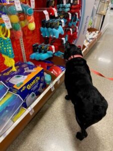 Black Labrador Retriever Mix