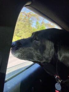 Black Labrador Retriever