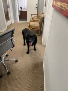 Black Labrador Retriever Mix