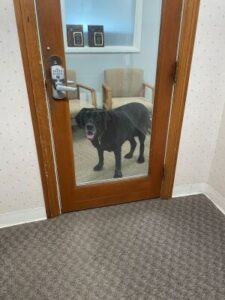 Black Labrador Retriever Mix