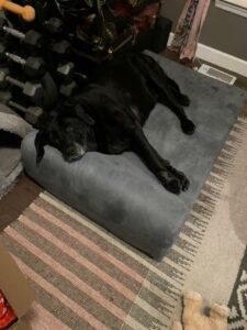 Black Labrador Retriever