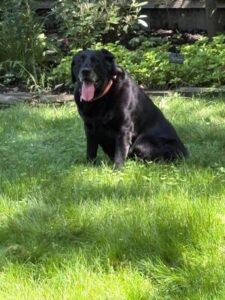 Black Labrador Retriever