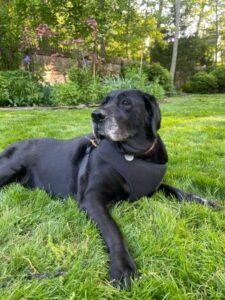 Black Labrador Retriever