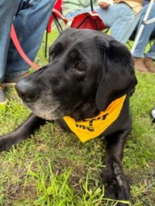 Black Labrador Retriever