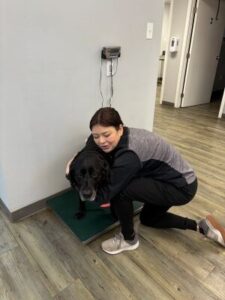 Black Labrador Retriever