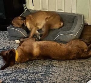 Yellow Labrador Retriever