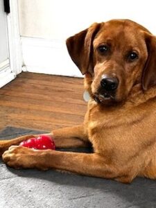 Yellow Labrador Retriever