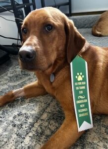 Yellow Labrador Retriever 
