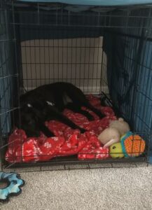 Black Labrador Retriever Mix