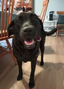 Black Labrador Retriever Mix