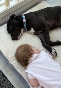 Black Labrador Retriever Mix