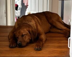 Yellow Labrador Retriever