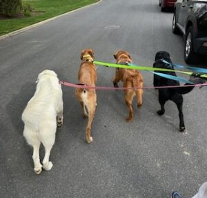 Yellow Labrador Retriever