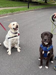 black labrador retriever mix