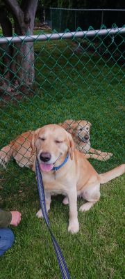 Yellow Labrador Retriever