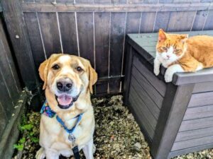 Yellow Labrador Retriever and cat
