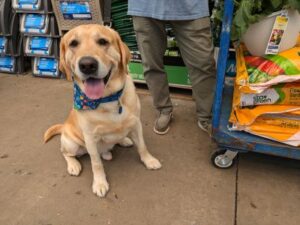 Yellow Labrador Retriever