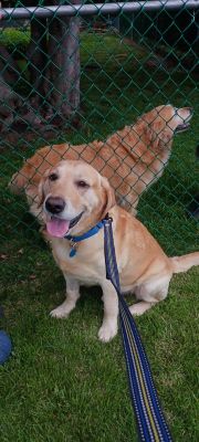 Yellow Labrador Retriever