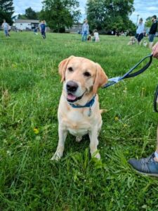 Yellow Labrador Retriever