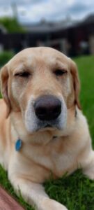 Yellow Labrador Retriever