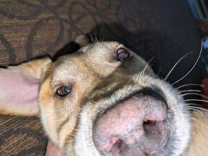 Yellow Labrador Retriever 