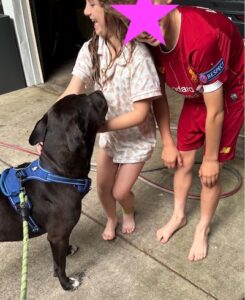 black labrador retriever mix