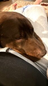 black labrador retriever mix