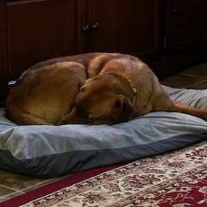 Yellow Labrador Retriever