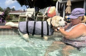 Yellow Labrador Retriever