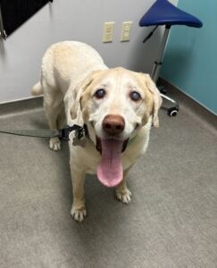 Yellow Labrador Retriever