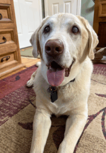 Yellow Labrador Retriever