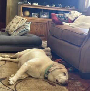 Yellow Labrador Retriever