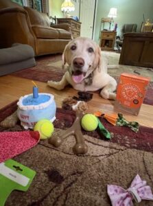 Yellow Labrador Retriever