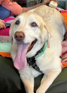 Yellow Labrador Retriever