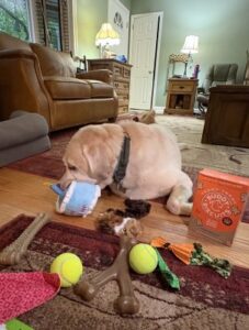 Yellow Labrador Retriever