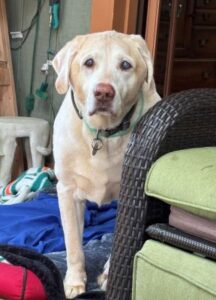 Yellow Labrador Retriever