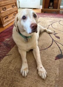 Yellow Labrador Retriever