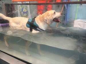 Yellow Labrador Retriever