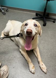 Yellow Labrador Retriever