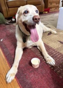 Yellow Labrador Retriever