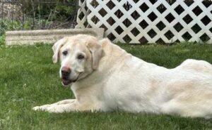 Yellow Labrador Retriever