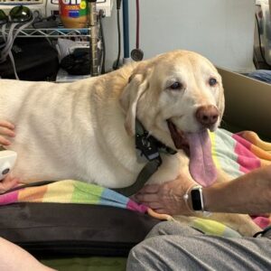 Yellow Labrador Retriever